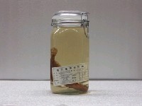 藏品(新喀利多尼亞短額鮃)的圖片